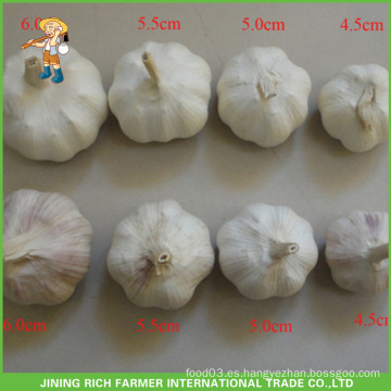 Venta al por mayor china fresca Ajo blanco 4.5CM 5.0CM 5.5CM 6.0CM Bolsa de malla en cartón 10KG Precio Bueno